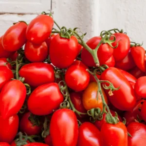 San Marzano Tomato Plants - Set of 4 Live Plants - 6-10 Inches - High-Yielding Tomato Tree Plants