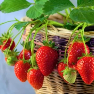 Seascape Everbearing Strawberry Plants - 10 Bareroot Plants Easy to Plant