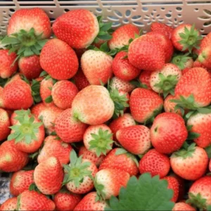 Seascape Everbearing Strawberry Plants - 10 Bareroot Plants Easy to Plant