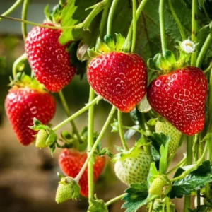 Seascape Everbearing Strawberry Plants - 10 Bareroot Plants Easy to Plant