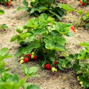 Seascape Everbearing Strawberry Plants - 10 Bareroot Plants Easy to Plant