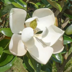 Southern Magnolia Trees Live Plants - 6-12 Inches Tall - Fragrant Evergreen Magnolia