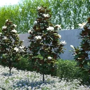 Southern Magnolia Trees Live Plants - 6-12 Inches Tall - Fragrant Evergreen Magnolia