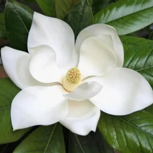 Southern Magnolia Trees Live Plants - 6-12 Inches Tall - Fragrant Evergreen Magnolia