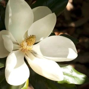 Southern Magnolia Trees Live Plants - 6-12 Inches Tall - Fragrant Evergreen Magnolia