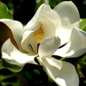 Southern Magnolia Trees Live Plants - 6-12 Inches Tall - Fragrant Evergreen Magnolia