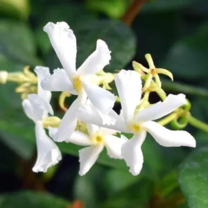 Star Jasmine Plant Live - 2 Pack 3-6 Inch Tall Potted Jasmine - Outdoor Indoor