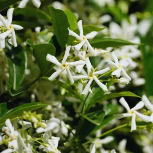 Star Jasmine Plant Live - 2 Pack 3-6 Inch Tall Potted Jasmine - Outdoor Indoor