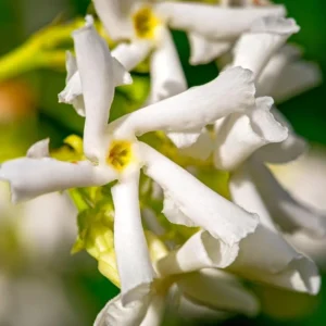 Star Jasmine Plant Live - 2 Pack 3-6 Inch Tall Potted Jasmine - Outdoor Indoor