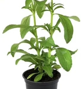 Stevia Live Plants 2-Pack - Sweetleaf Herb Plant Indoor Starter