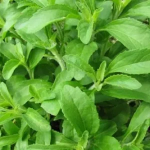 Stevia Plant Live 4-Plant Set - Sweetleaf Stevia in 4 Inch Pots