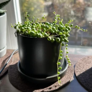 String of Pearls Plant - Live Succulent - 4 Inch Pot - Trailing Indoor Plant