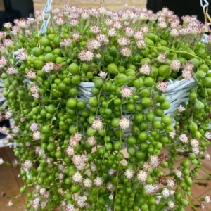 String of Pearls Plant - Live Succulent - 4 Inch Pot - Trailing Indoor Plant