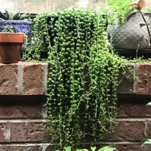 String of Pearls Plant - Live Succulent - 4 Inch Pot - Trailing Indoor Plant