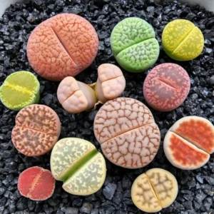 Succulent Lithops Live Plants - 20 Mixed Living Stones - Ornament Flower Pot Garden Gift