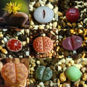 Succulent Lithops Live Plants - 20 Mixed Living Stones - Ornament Flower Pot Garden Gift