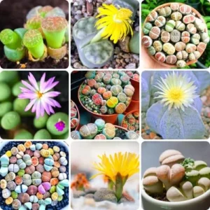 Succulent Lithops Live Plants - 20 Mixed Living Stones - Ornament Flower Pot Garden Gift