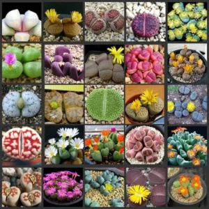 Succulent Lithops Live Plants - 20 Mixed Living Stones - Ornament Flower Pot Garden Gift