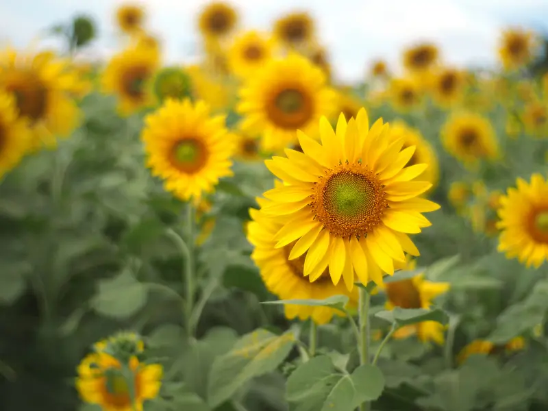 Sunflowers