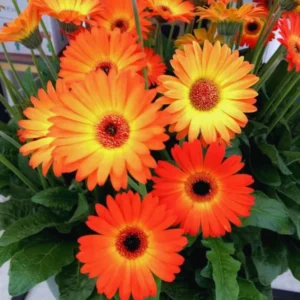 Sunset Gerbera Daisy Plants Live - 2 Pack - 3-5 Inch Tall Daisy Plant Pot