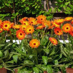 Sunset Gerbera Daisy Plants Live - 2 Pack - 3-5 Inch Tall Daisy Plant Pot