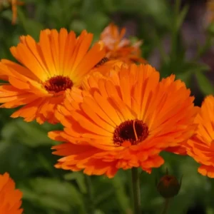 Sunset Gerbera Daisy Plants Live - 2 Pack - 3-5 Inch Tall Daisy Plant Pot