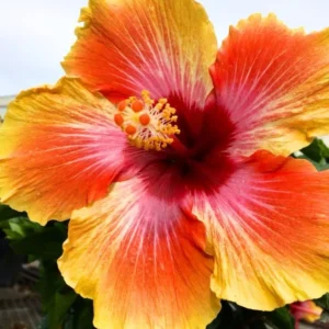 Sunset Hibiscus Plant - Live Tropical Hibiscus Tree - 7-13 Inch Perennial Flower Bush