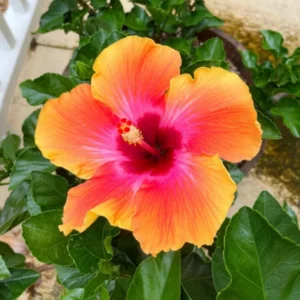 Sunset Hibiscus Plant - Live Tropical Hibiscus Tree - 7-13 Inch Perennial Flower Bush