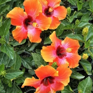 Sunset Hibiscus Plant - Live Tropical Hibiscus Tree - 7-13 Inch Perennial Flower Bush