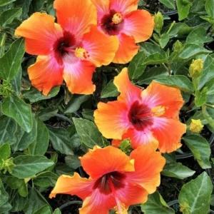 Sunset Hibiscus Plant - Live Tropical Hibiscus Tree - 7-13 Inch Perennial Flower Bush