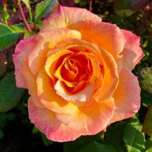 Sunset Rose Plant Live Bush - 6-10 Inch Tall Hybrid Tea Rose Flowers