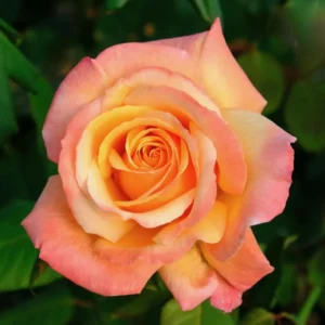 Sunset Rose Plant Live Bush - 6-10 Inch Tall Hybrid Tea Rose Flowers