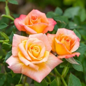 Sunset Rose Plant Live Bush - 6-10 Inch Tall Hybrid Tea Rose Flowers