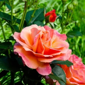 Sunset Rose Plant Live Bush - 6-10 Inch Tall Hybrid Tea Rose Flowers