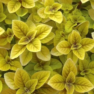 Swedish Ivy Live Plant - Gold and Purple - 4 Inch Pot - House Plant