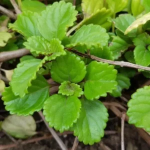 Swedish Ivy Live Plant - Gold and Purple - 4 Inch Pot - House Plant