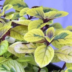 Swedish Ivy Live Plant - Gold and Purple - 4 Inch Pot - House Plant