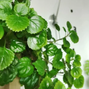 Swedish Ivy Plants - 2 Live Plectranthus Houseplant Starters - Green Mint Ivy