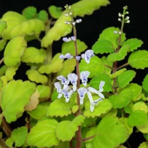 Swedish Ivy Plants - 2 Live Plectranthus Houseplant Starters - Green Mint Ivy