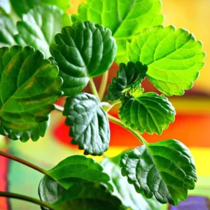 Swedish Ivy Plants - 2 Live Plectranthus Houseplant Starters - Green Mint Ivy