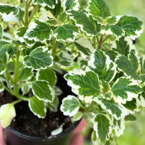 Swedish Ivy Plants - 4 Plectranthus Live Houseplant - 4 Inch Pot - Variegated Starter Plants