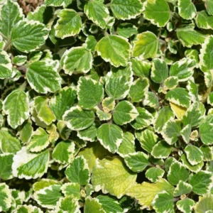 Swedish Ivy Plants - 4 Plectranthus Live Houseplant - 4 Inch Pot - Variegated Starter Plants