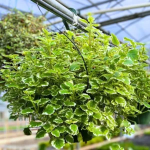 Swedish Ivy Plants - 4 Plectranthus Live Houseplant - 4 Inch Pot - Variegated Starter Plants