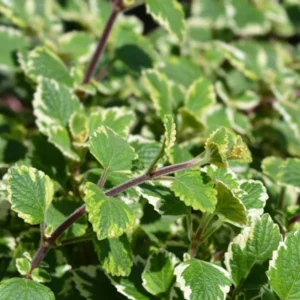 Swedish Ivy Plants - 4 Plectranthus Live Houseplant - 4 Inch Pot - Variegated Starter Plants