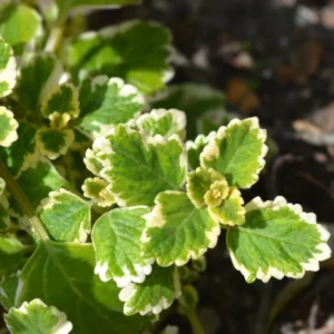 Swedish Ivy Plants - 4 Plectranthus Live Houseplant - 4 Inch Pot - Variegated Starter Plants