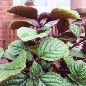 Swedish Ivy Plectranthus - 2 Live Starter Plants - 4 Inch Pot - Purple Swedish Ivy