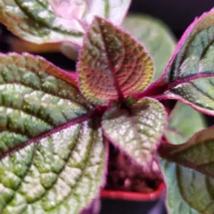 Swedish Ivy Plectranthus - 2 Live Starter Plants - 4 Inch Pot - Purple Swedish Ivy