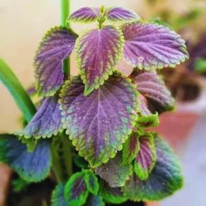 Swedish Ivy Plectranthus - 2 Live Starter Plants - 4 Inch Pot - Purple Swedish Ivy