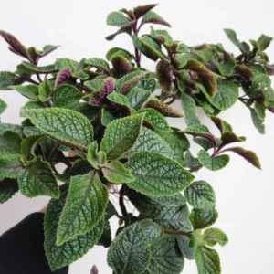 Swedish Ivy Plectranthus - 2 Live Starter Plants - 4 Inch Pot - Purple Swedish Ivy