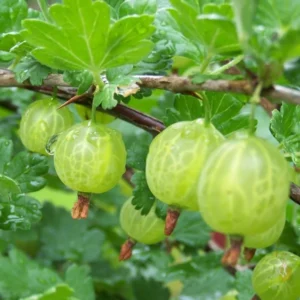 Sweet Gooseberry Plant Live Pixwell Bush - 6-12 Inch Starter Bareroot Gooseberry Tree